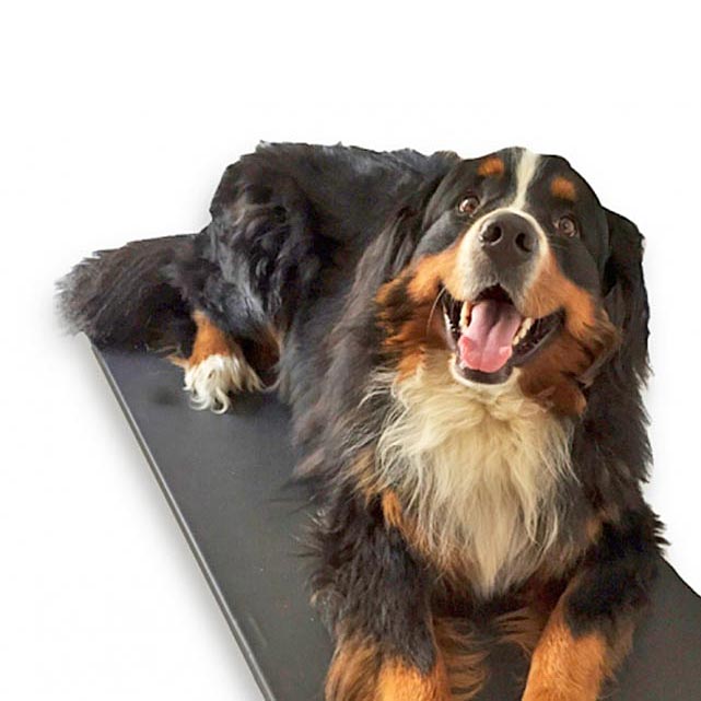 HOT DOG: pedana riscaldante impermeabile per le cucce del cane